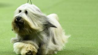 skye terrier