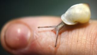 Partula snail