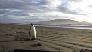 Penguin