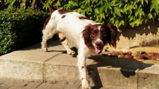 A dog sweeps the site to sniff out anything bad