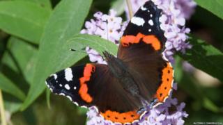 Red admiral butterfly