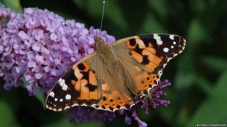 Painted lady butterfly