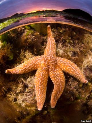 Picture of a starfish taken by Dan Bolt