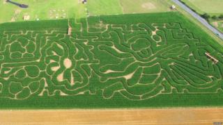 Maze in the shape of a bee and flowers at Hemsby Mega Maze in Norfolk