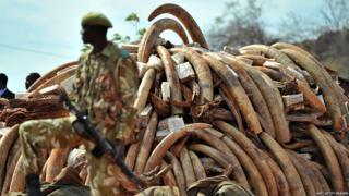 Pile of ivory tusks before they were burned in Kenya to raise awareness of elephant poaching problem