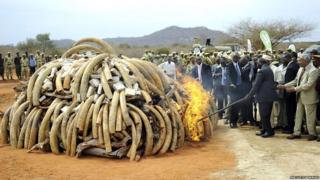 Kenyan President Mwai Kibaki sets fire to a pile of ivory tusks to raise awareness of elephant poaching problem