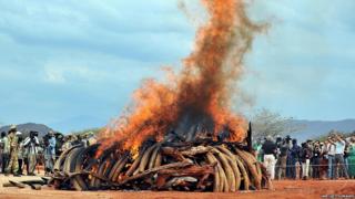 Pile of ivory tusks being burned in Kenya to raise awareness of elephant poaching problem