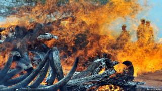 Pile of ivory tusks being burned in Kenya to raise awareness of elephant poaching problem
