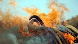 Pile of ivory tusks being burned in Kenya to raise awareness of elephant poaching problem