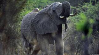 Elephant drinking water in Tsavo National Park in Kenya
