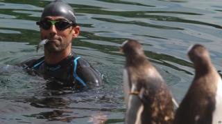 Rob Thomas, the conservation and research manager for the Royal Zoological Society of Scotland swims at the penguin enclosure