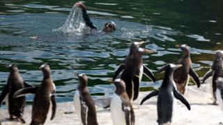 Rob Thomas, the conservation and research manager for the Royal Zoological Society of Scotland swims at the penguin enclosure