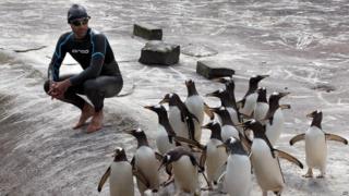 Rob Thomas, the conservation and research manager for the Royal Zoological Society of Scotland swims at the penguin enclosure