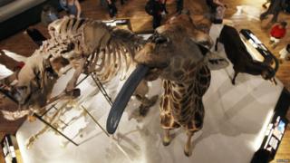 Model of a giraffe sticking its tongue out at the National Museum of Scotland