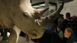 Model of a rhino at the National Museum of Scotland