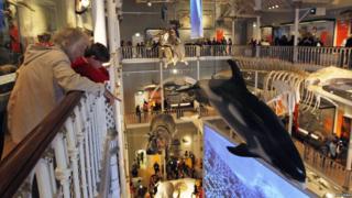 Displays of animals at the National Museum of Scotland