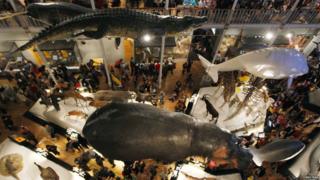 Ariel view of animal display at the National Museum of Scotland