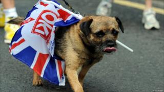 Dog wearing Union Jack Flag