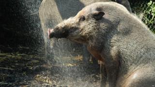 Bearded pigs at London Zoo