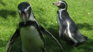 The penguins are really obedient to begin with - but lose interest the moment their tummys are full of fish!