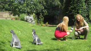They wandered around during the interview - here they're looking at where the pond used to be!