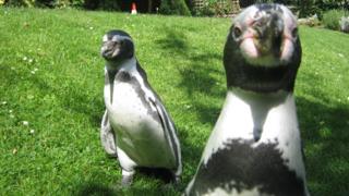 Charlie and Two Dots were also very interested in the Newsround cameras!