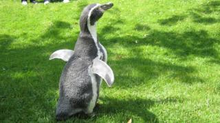 Two Dots and Charlie are hobart penguins. Their breed comes from South America so they're used to warmer temperatures.