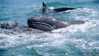 Grey whale