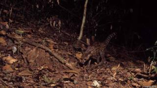 Lowe's servaline genet (c) TEAM Network