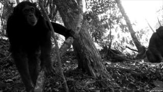 Chimpanzees in Uganda (c) TEAM Network