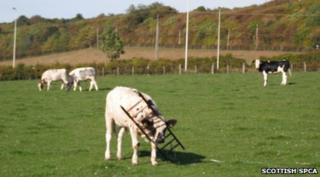 Cow with head stuck in ladder