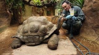 A Galapagos turtle stands on a scale whilst a zoo keeper holds up the scales digital display.