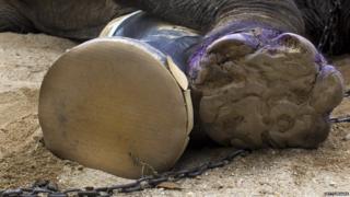 Motala the elephant with her prosthetic foot next to her natural foot.
