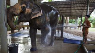 Motala the elephant with her prosthetic foot