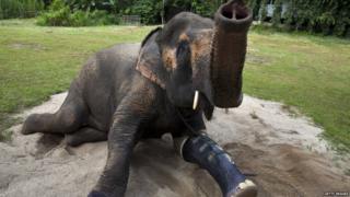 Motala the elephant with her prosthetic foot