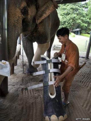 Motala the elephant with her prosthetic foot