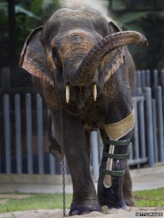 Motala the elephant with her prosthetic foot