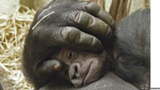 Baby gorilla on mother's chest