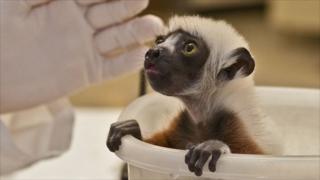 Coquerel's sifaka baby in weighing tub