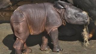 Baby Indian rhinoceros with mother
