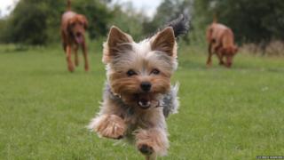 Dolly the Yorkshire terrier