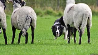 A border collie rounding up some sheep