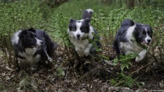 Three border collies running through a field.