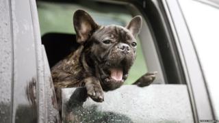 A French bull dog peering out of a car window