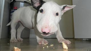 A bull terrier puppy eats a cookie on the kitchen floor