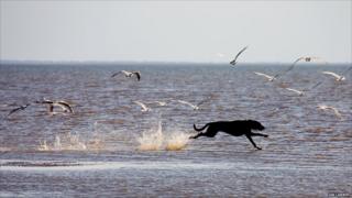 Sidney the dog chases seagulls on the beach