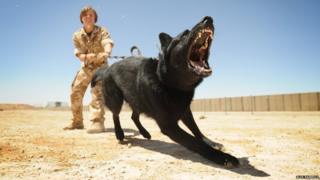 A German Shepherd in Afghanistan