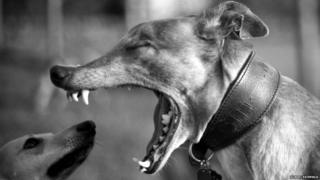 A greyhound yawning into the face of a puppy