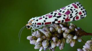 The Crimson speckled moth