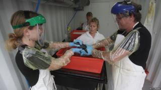 Rescuers cleaning oil off a penguin